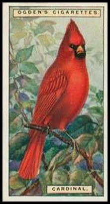 8 Cardinal